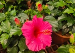 Gallery (101)
