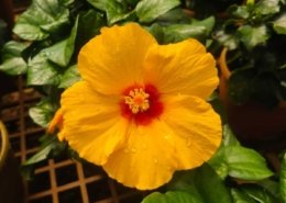 Gallery (102)