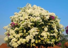 Gallery (103)
