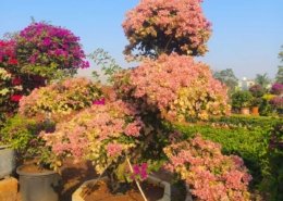Gallery (104)