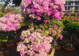 Gallery (107)