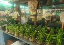 Gallery (11)