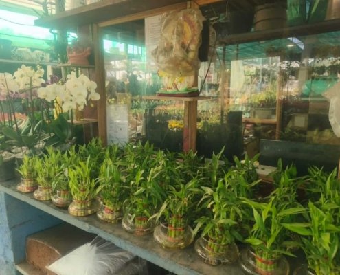 Gallery (11)