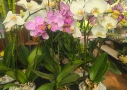 Gallery (12)