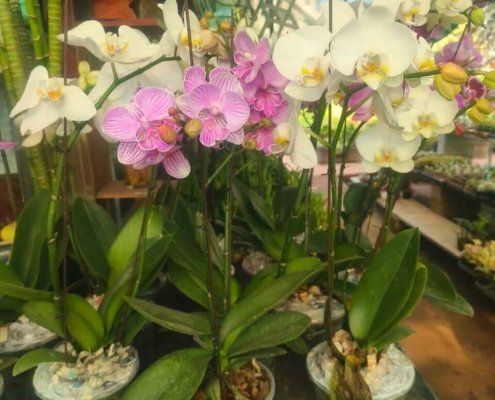 Gallery (12)
