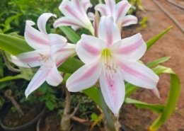 Gallery (120)