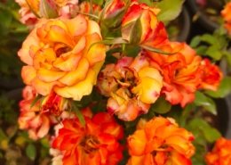 Gallery (123)