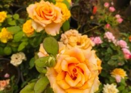 Gallery (124)