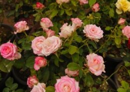 Gallery (125)