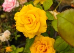 Gallery (126)