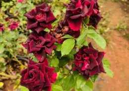 Gallery (128)