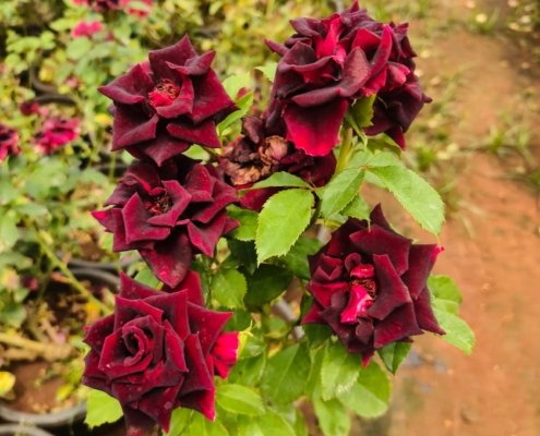 Gallery (128)