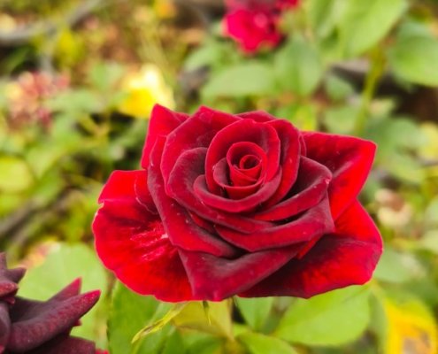 Gallery (129)