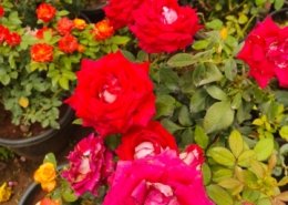 Gallery (132)