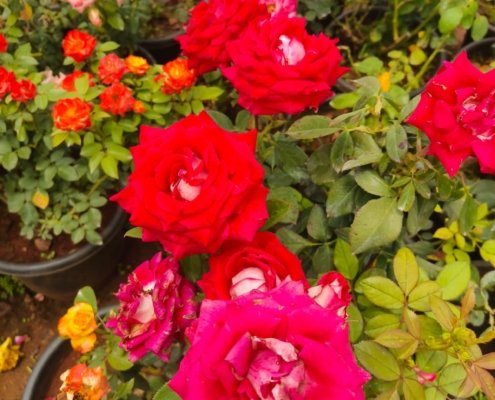 Gallery (132)