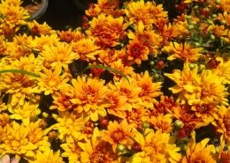 Gallery (134)