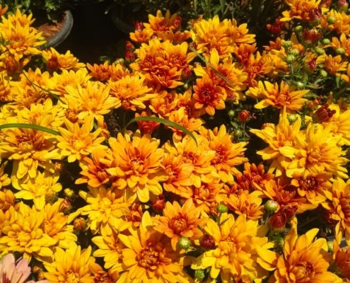 Gallery (134)