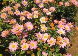 Gallery (136)