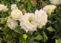 Gallery (139)