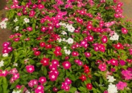 Gallery (141)
