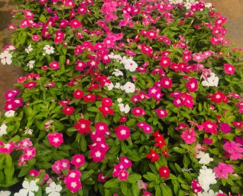 Gallery (141)
