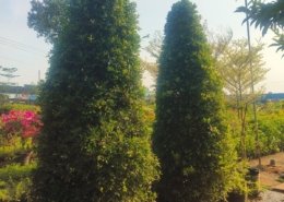 Gallery (151)