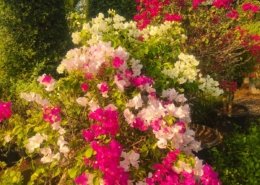 Gallery (154)