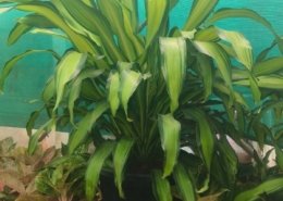 Gallery (18)