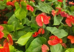 Gallery (26)