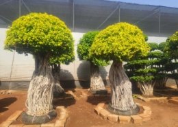 Gallery (29)