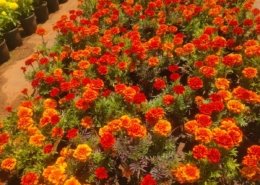 Gallery (32)