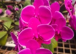 Gallery (51)