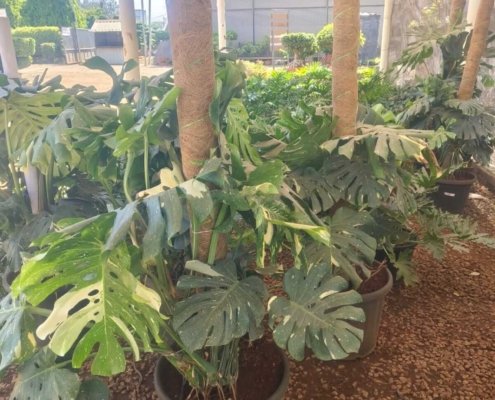 Gallery (62)