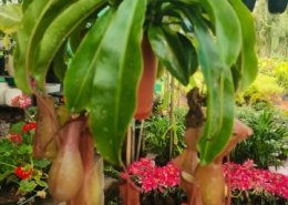 Gallery (76)