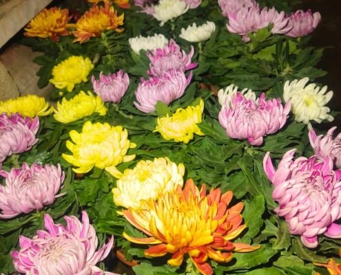 Gallery (79)