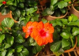 Gallery (98)